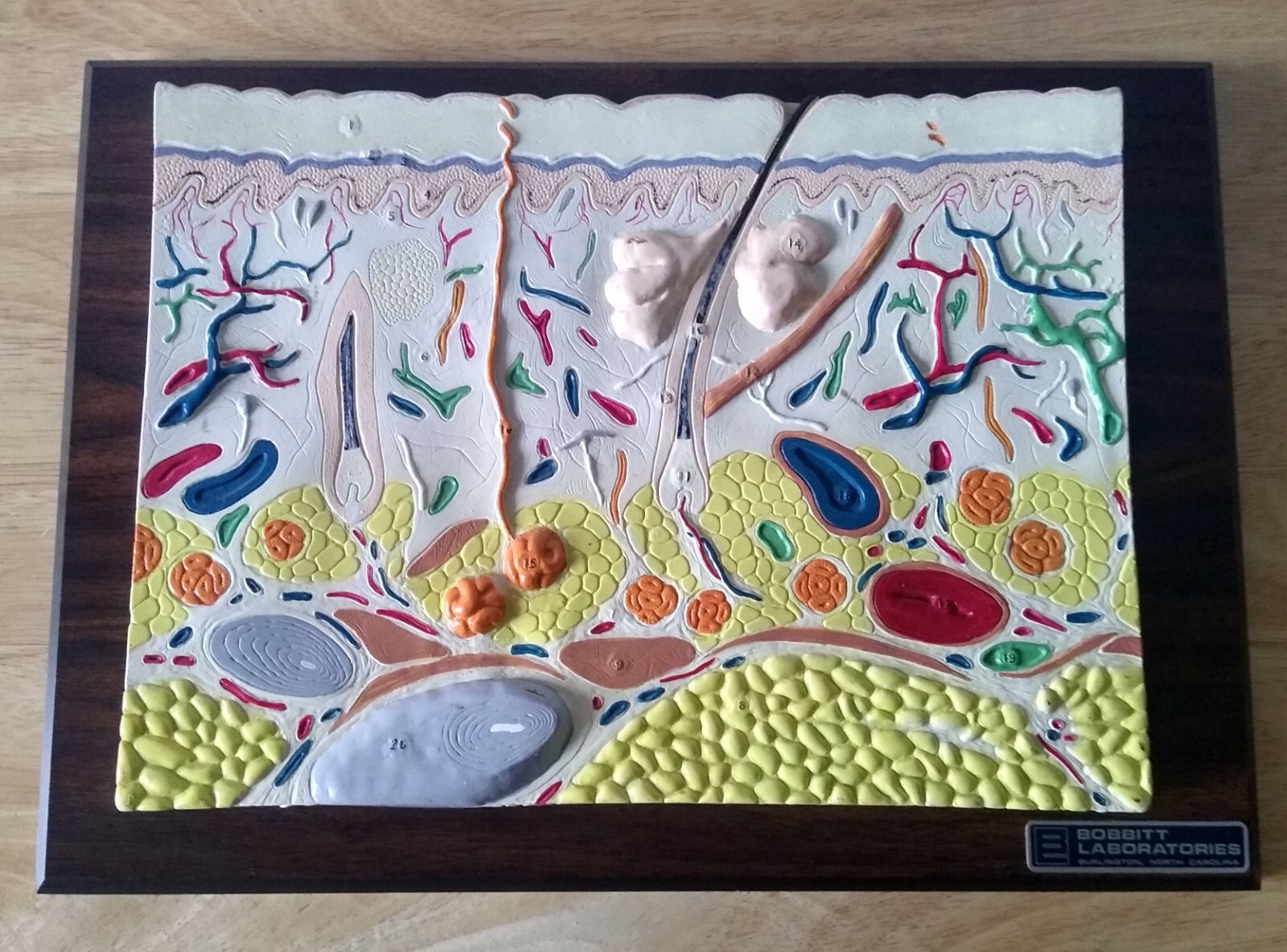 Bobbitt Laboratories 2D Anatomical Biology Teaching Skin with Hair Follicle's