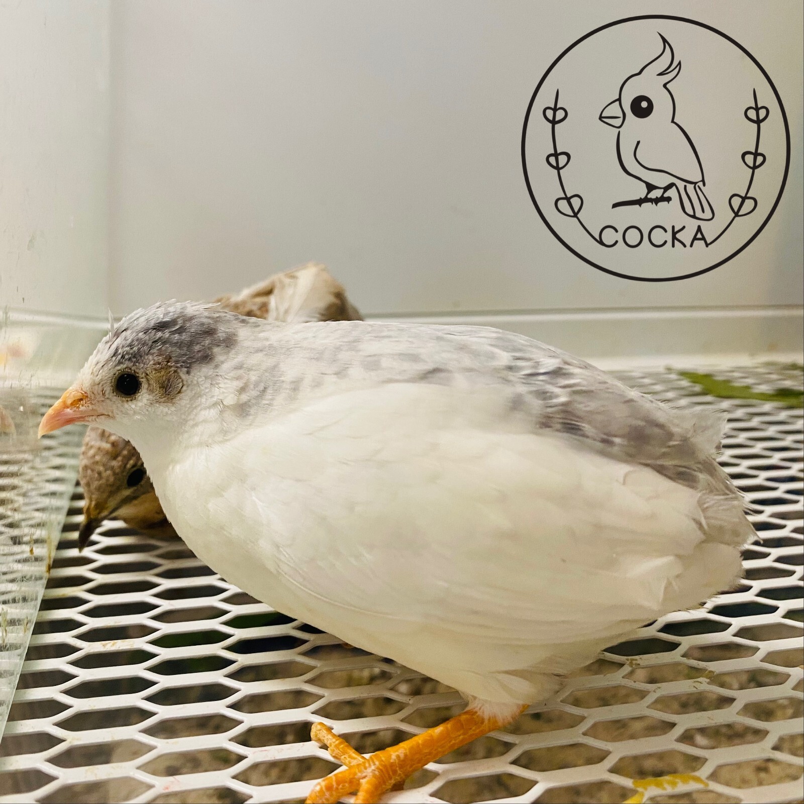 10 Button Quail Hatching Eggs (Fertile Rate Guarantee) Free Shipping COCKA Shop