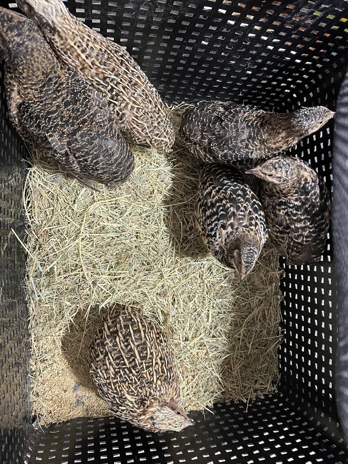 132 Jumbo Quail Hatching Eggs Rare Mix 11 Dozen