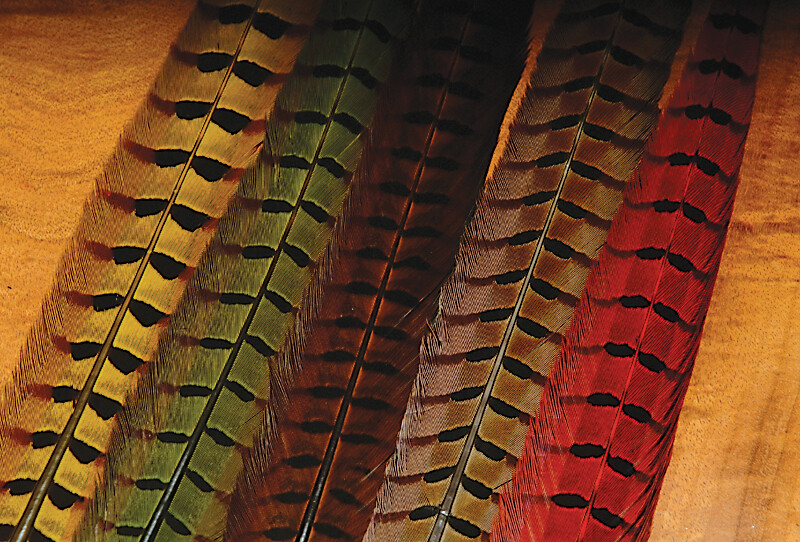 Hareline Dubbin - Ringneck Pheasant Tail Feathers - 1 pair