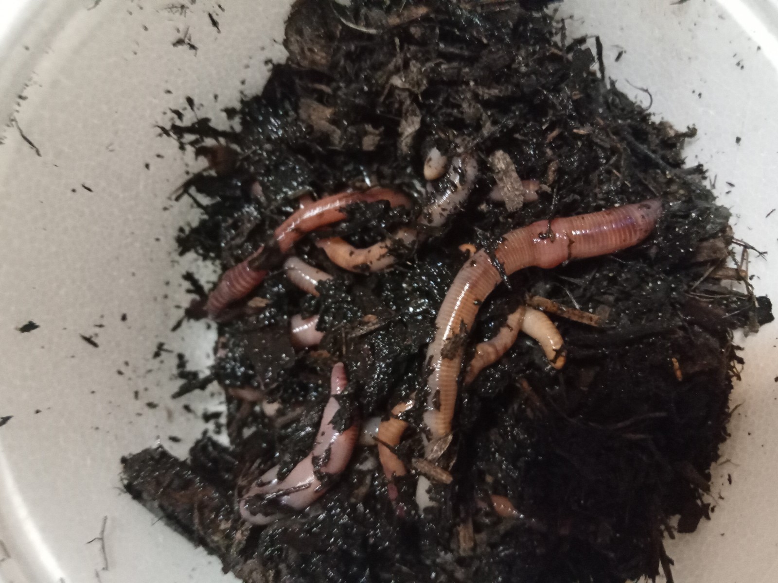 50 count - Live Red Wiggler worms-Pet food/ Fishing worms (1-3 in.)