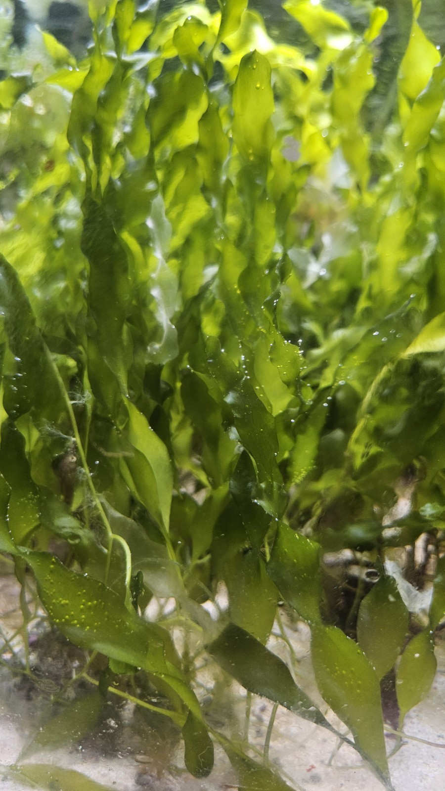 Live Saltwater Macro Algae: Caulerpa Seagrass Bulk Portion 5-6ft, 25+ Leaves