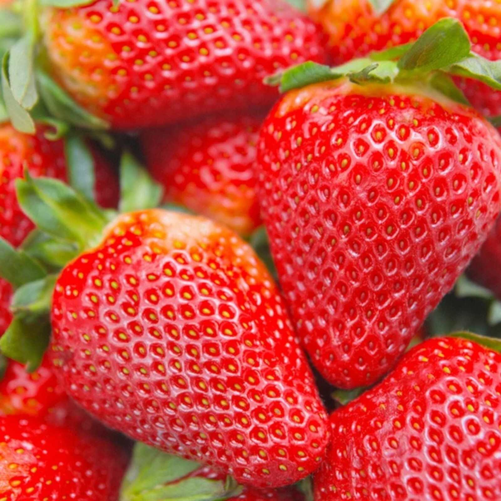 Cream Strawberry Seeds – 200 Seeds – Non-GMO Perennial Variety for Garden Beds