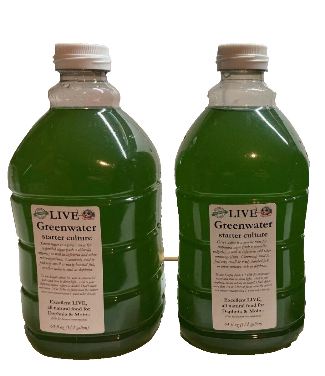 FULL GALLON Live Greenwater Chlorella for Daphnia, Moina, green water fry food