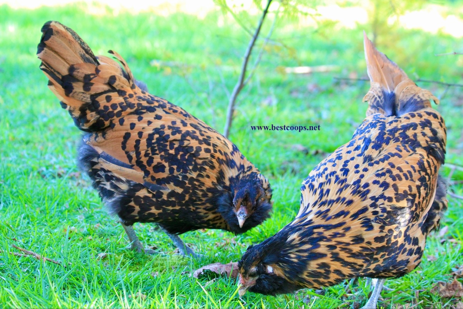 6+ Gold Owlbeard Fertile Chicken Hatching Eggs