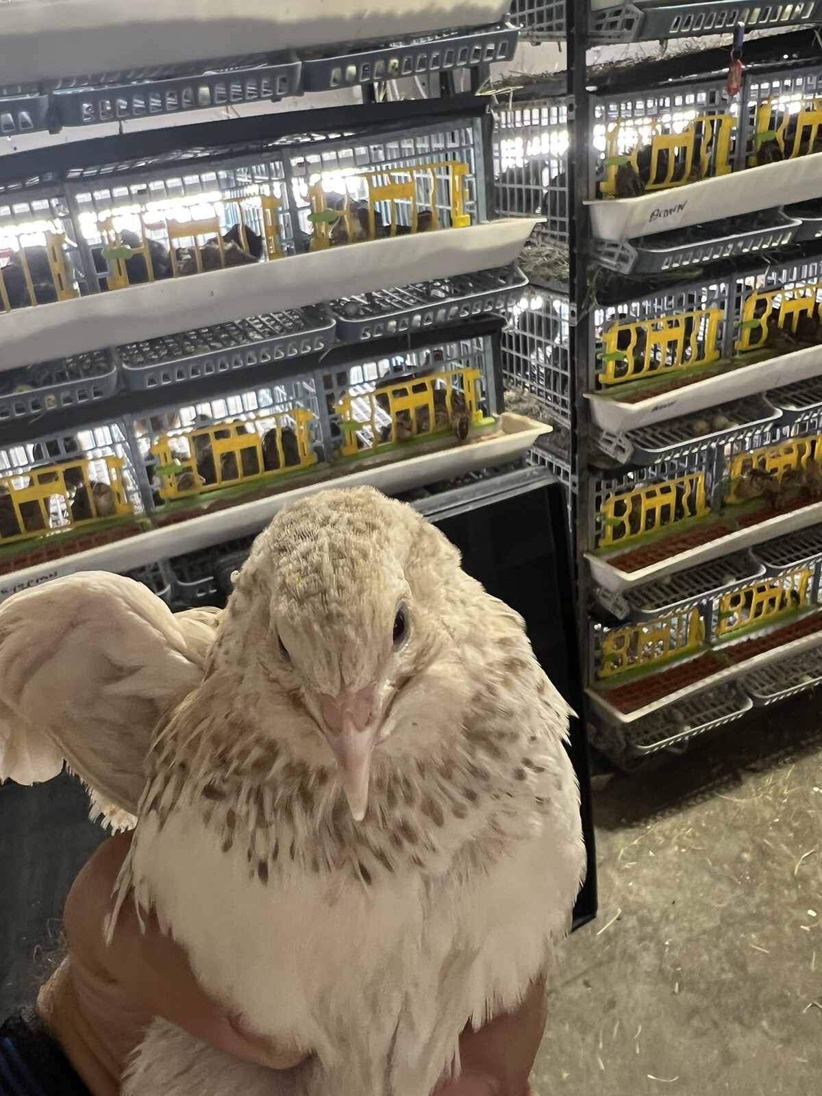 132 Jumbo Quail Hatching Eggs Rare Mix 11 Dozen