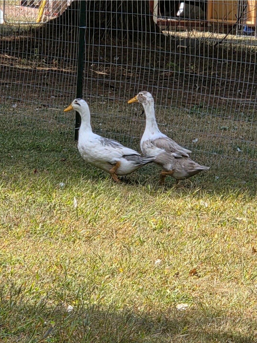 6+ Cayuga & Ancona fertilized duck eggs