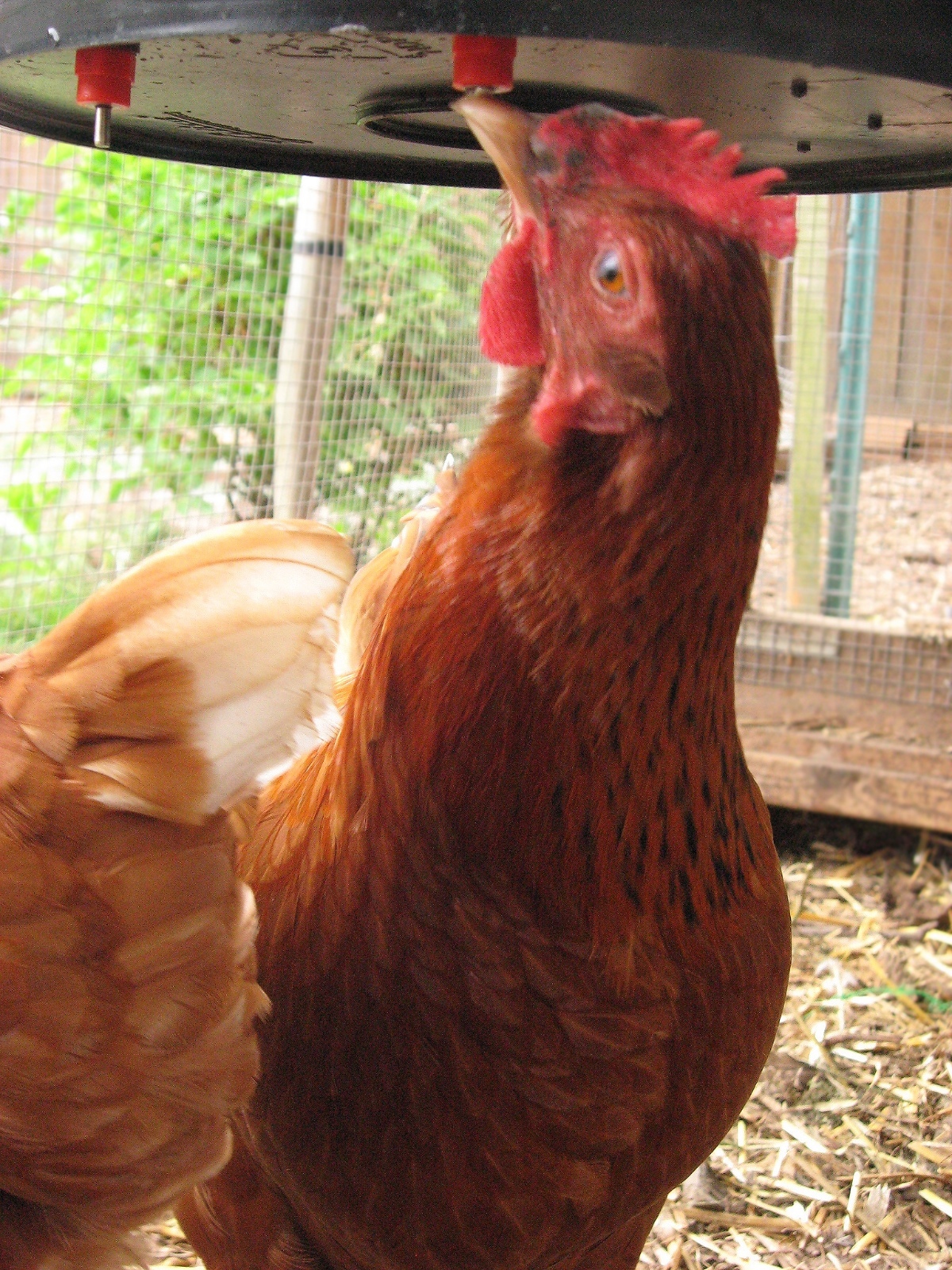5 Nipples for DIY Backyard Chicken Poultry Waterer/Drinker, Push-In Style