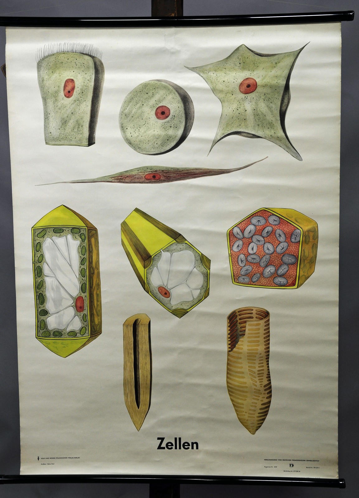 traditional wall chart biology cytology cells nucleus organelles tissues