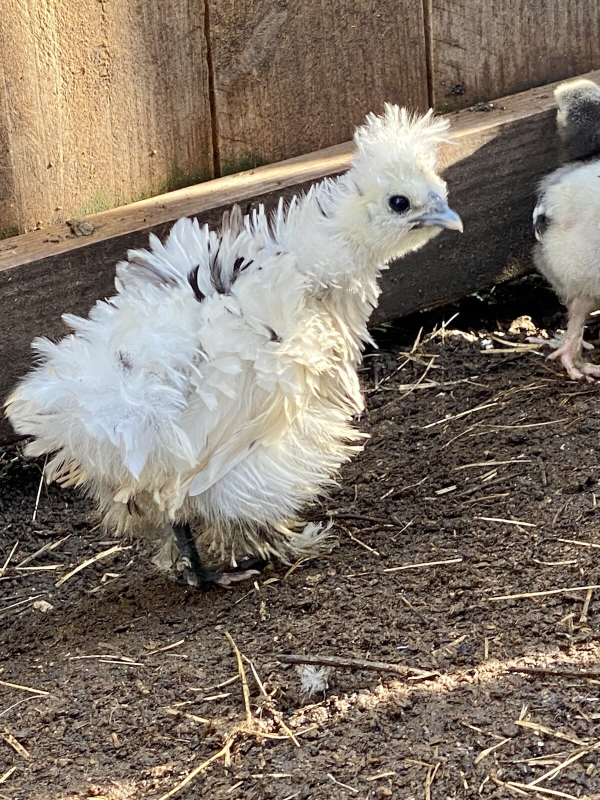 6 Bearded & Crested Select Show Quality Fertile Silkie chicken hatching eggs