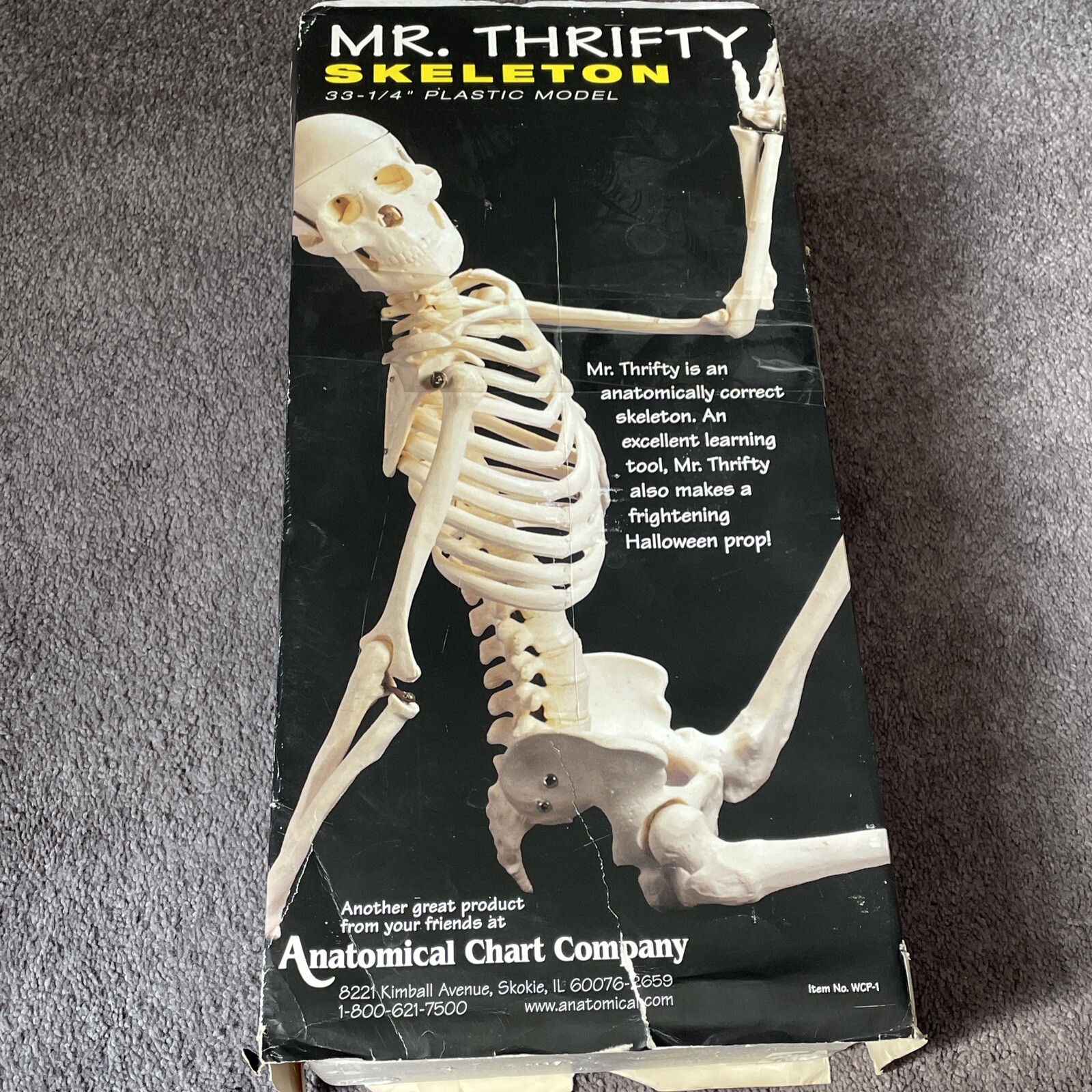 HUMAN SKELETON MR. THRIFTY Model # WCP-1 w/ stand 33-1/4" tall in original box