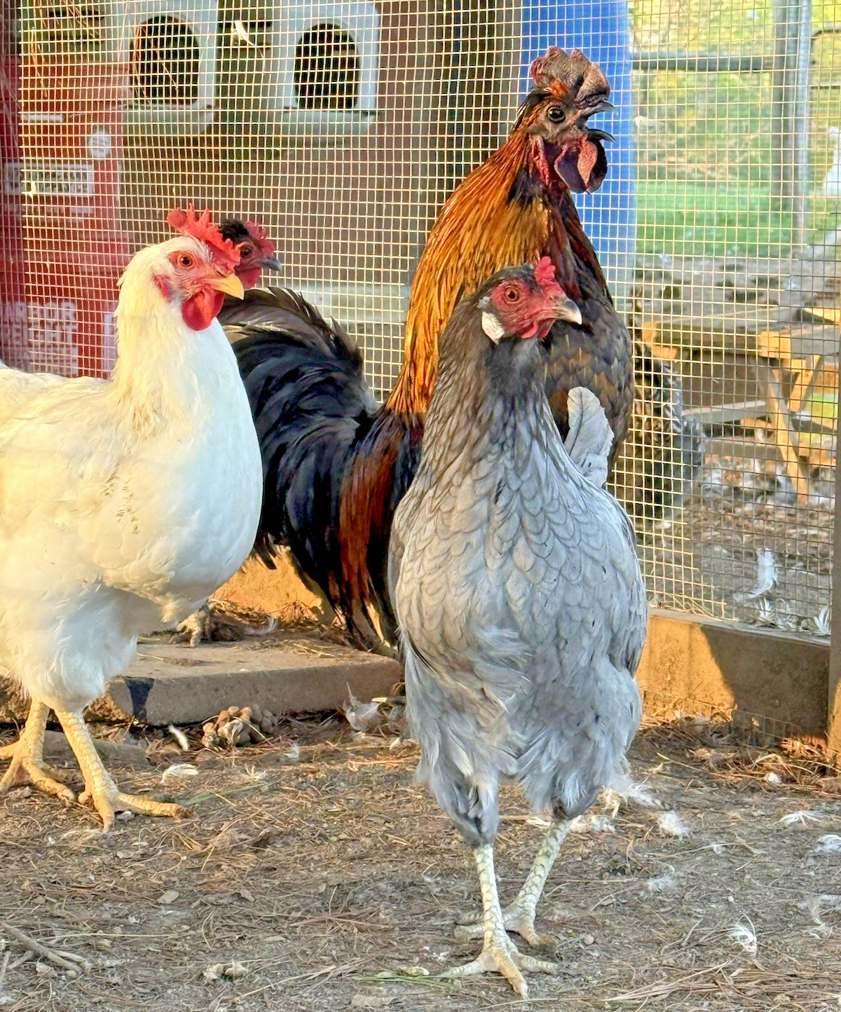 16++ Chicken Hatching Eggs ~Barnyard Mix~ Rainbow Egg Layers ~ Premium Breeds
