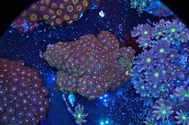 Zoanthid Rock Colony WYSIWYG - SAQ Coral Farm
