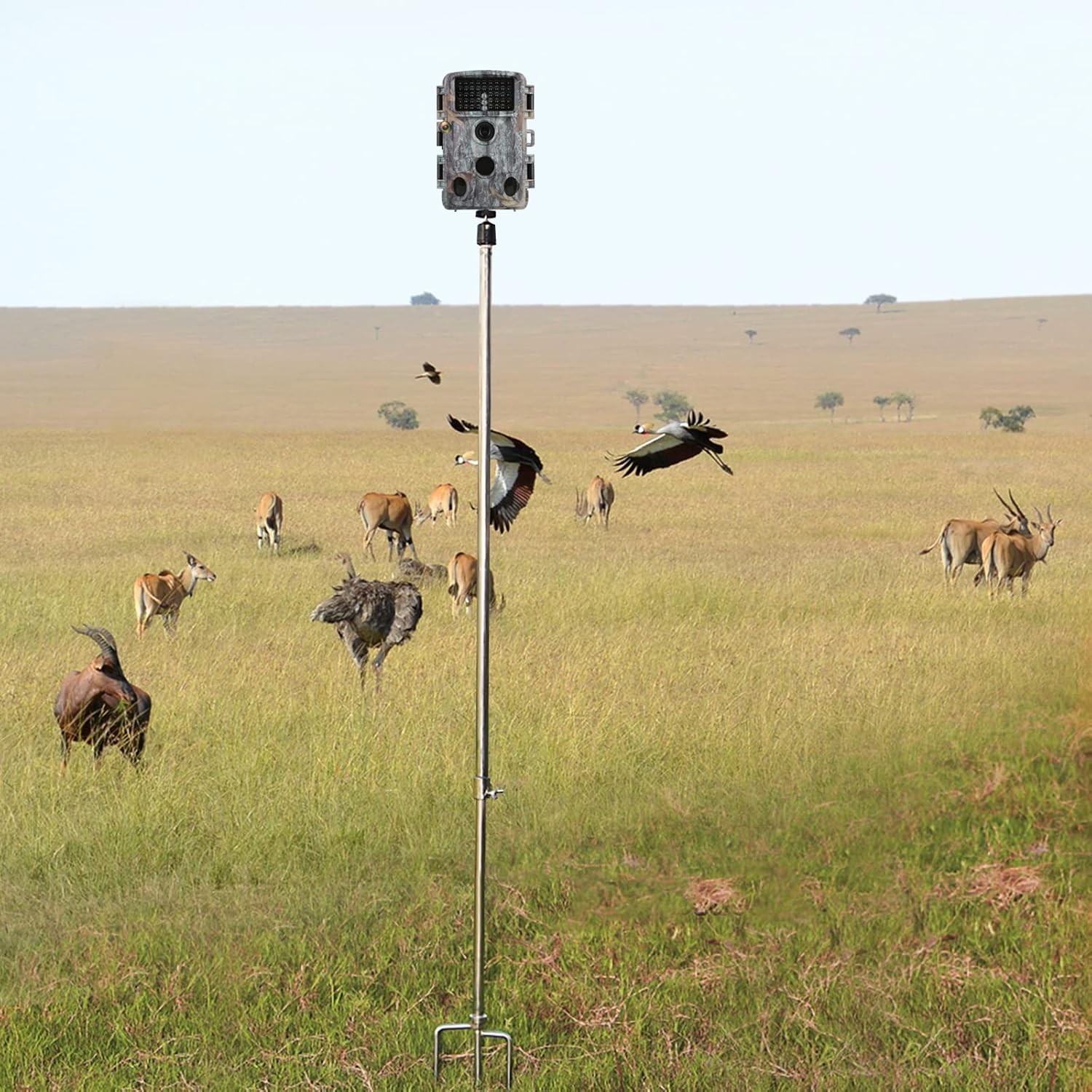 Game & Trail Camera Mount, Thickened Collapsible Multifunctional Stainless St...