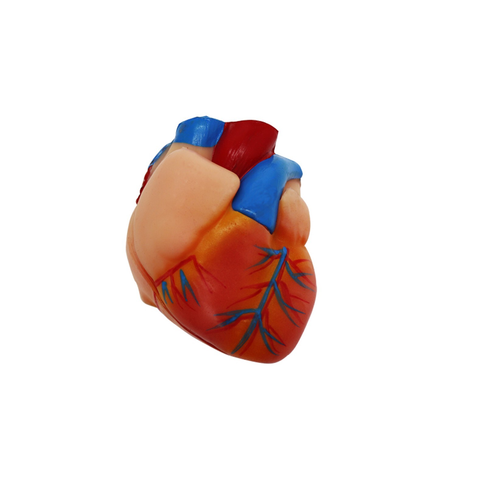 Human Torso Model Replaceable Detachable Female/Male Medical Teaching Model