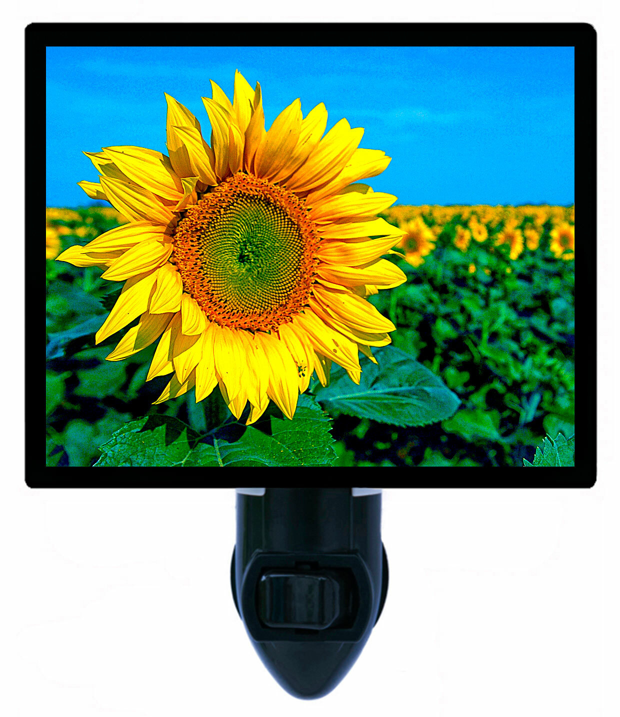 Decorative Photo Night Light, Sunflower Field