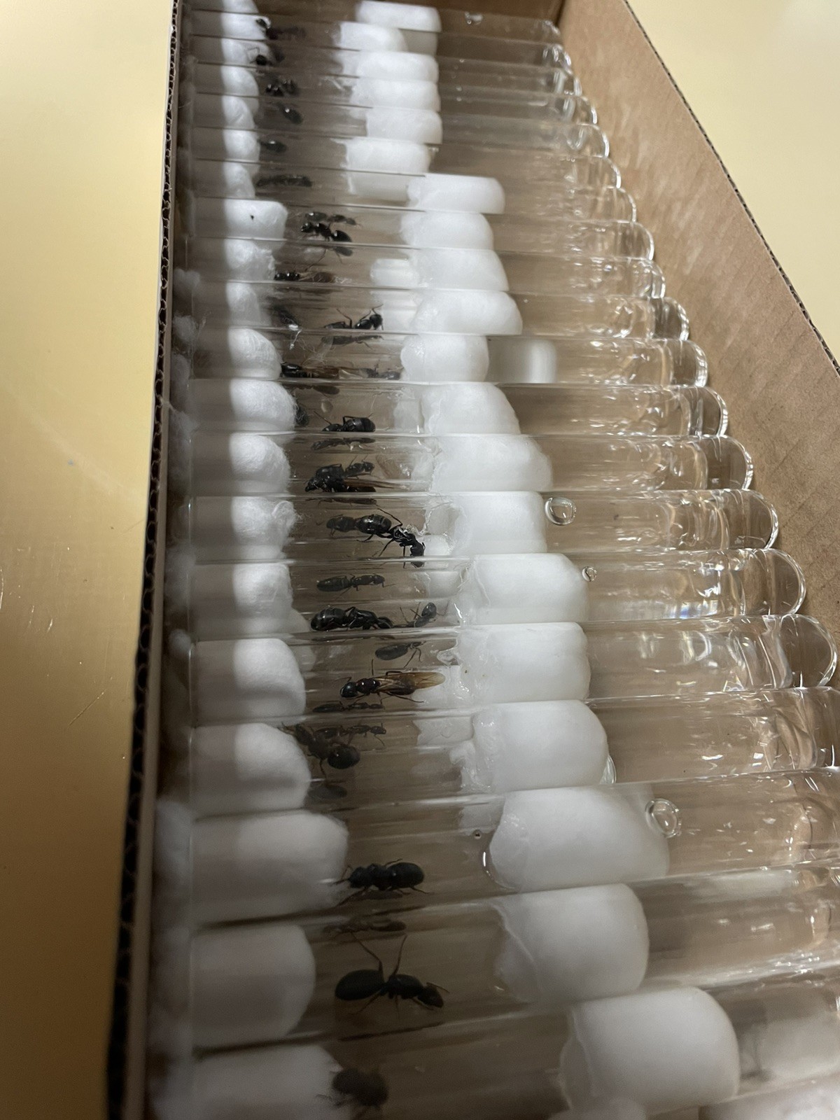 Camponotus Modoc Queen with eggs
