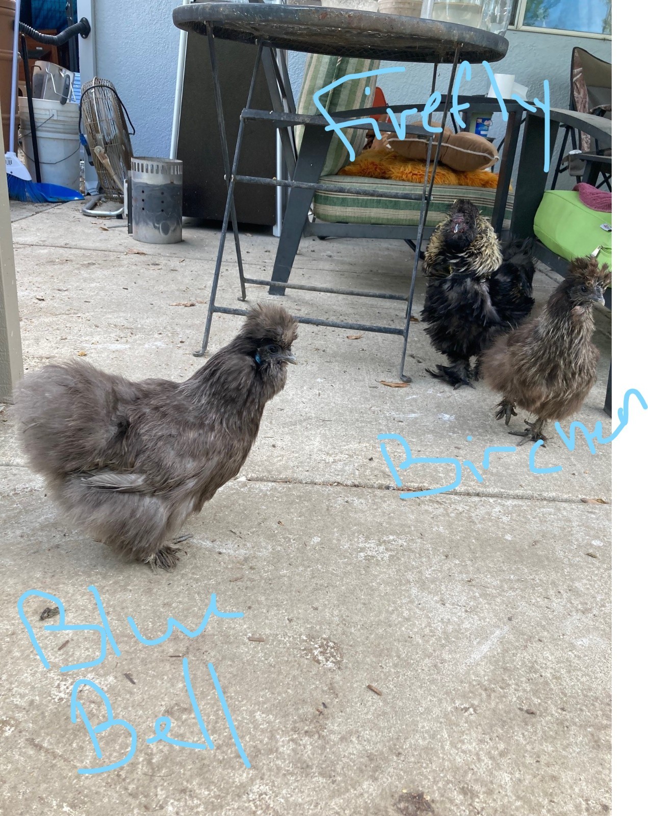 3 Silkie, Satin, Frizzle Hatching Eggs