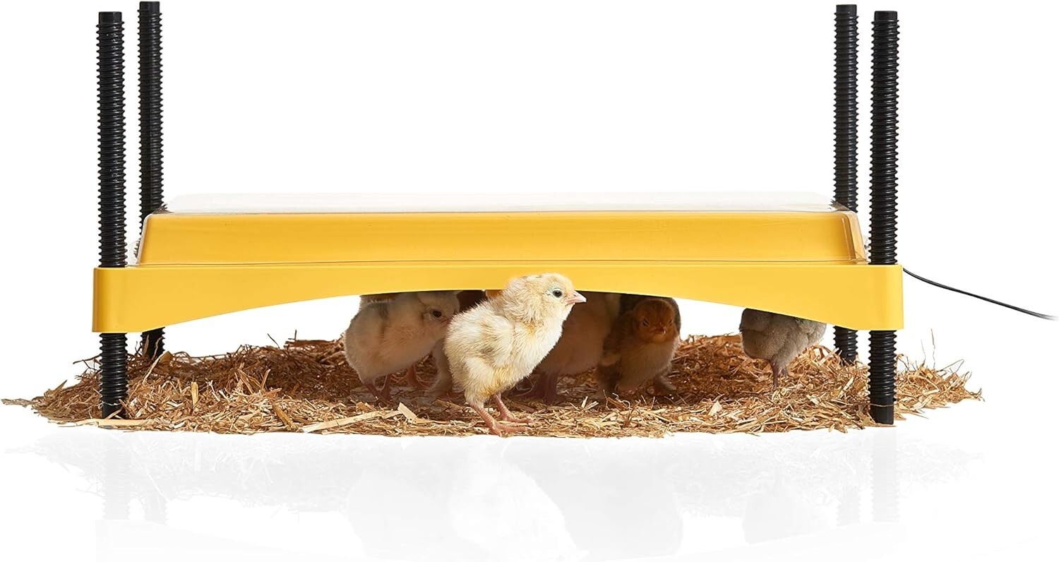 Safety 1200 Chick Duckling Brooder, Adjustable Height & Angle Brooder Ecoglow
