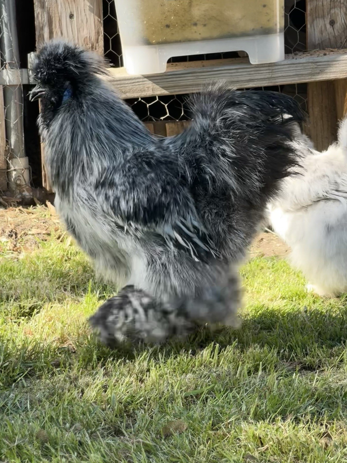 Hen's Choice Pure Bred Silkie Hatching NPIP Clean From Our Exhibition Stock 1 Dz