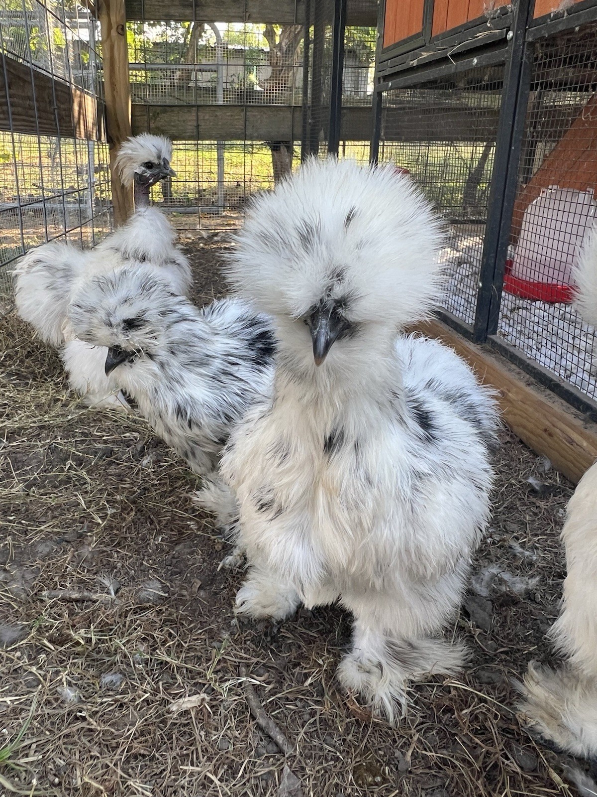 6+ Bearded Paint Silkie Hatching Eggs NPIP Certified Flock