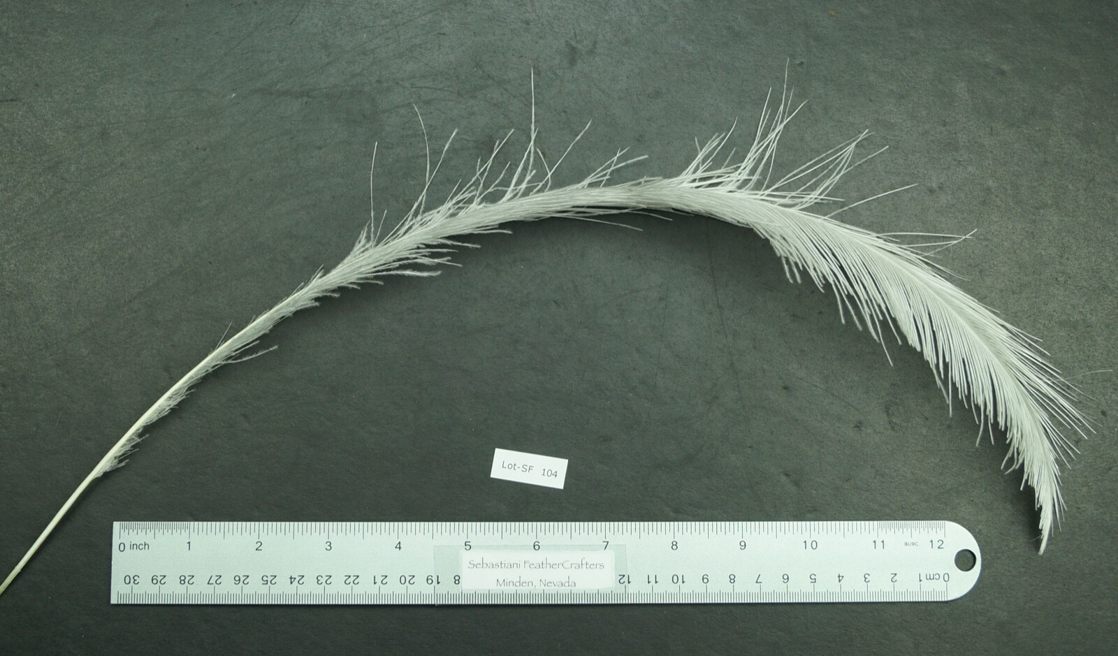 One 20" Bleached White Rhea Plume Lot-SF 104