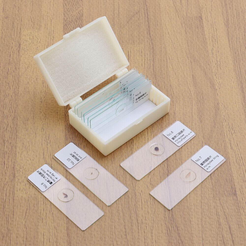 10 PCS/Set Prepared Slides Kids Microscope Microscope Slides With Specimens