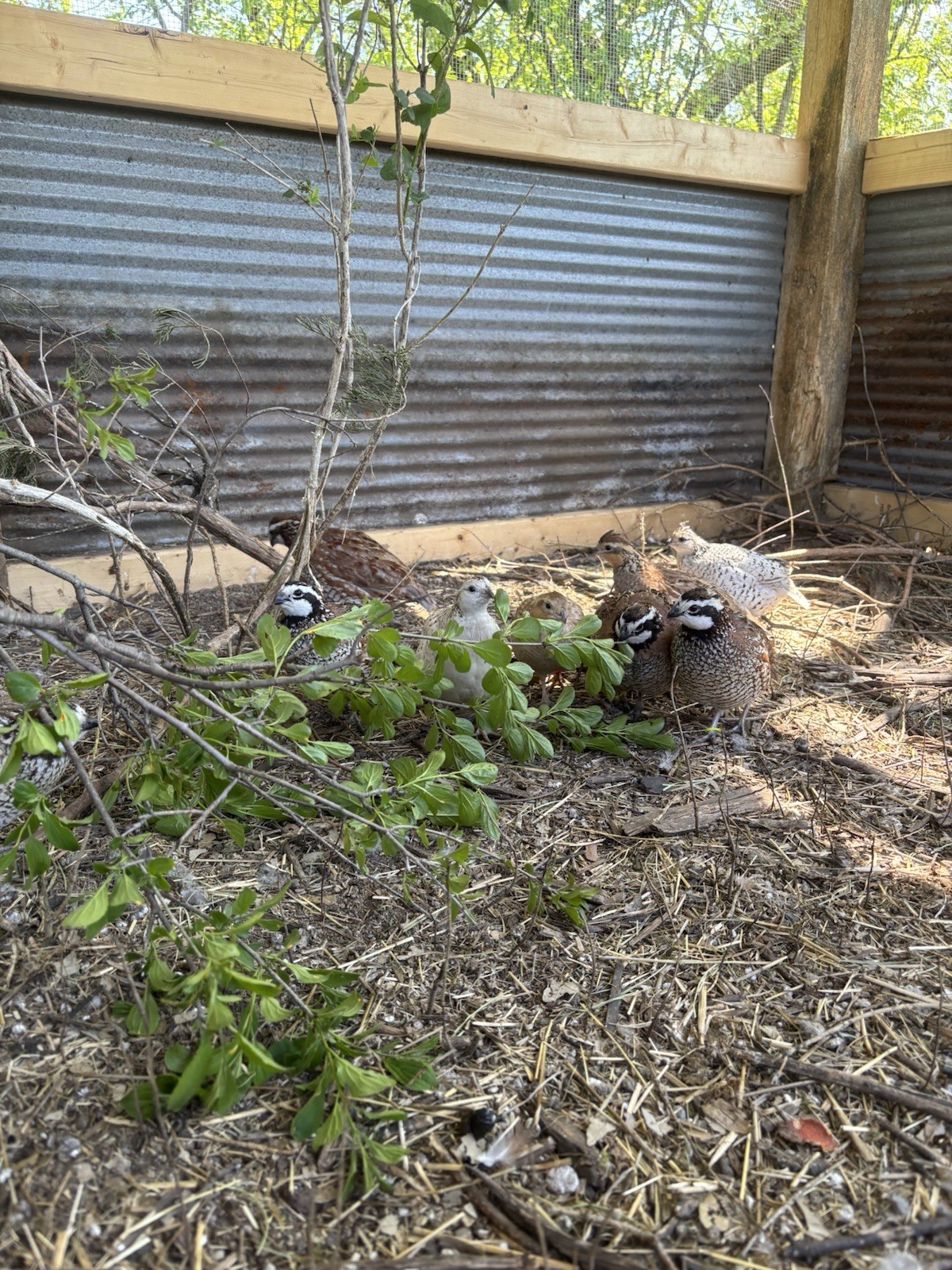 24+ Mixed Bobwhite Hatching Eggs