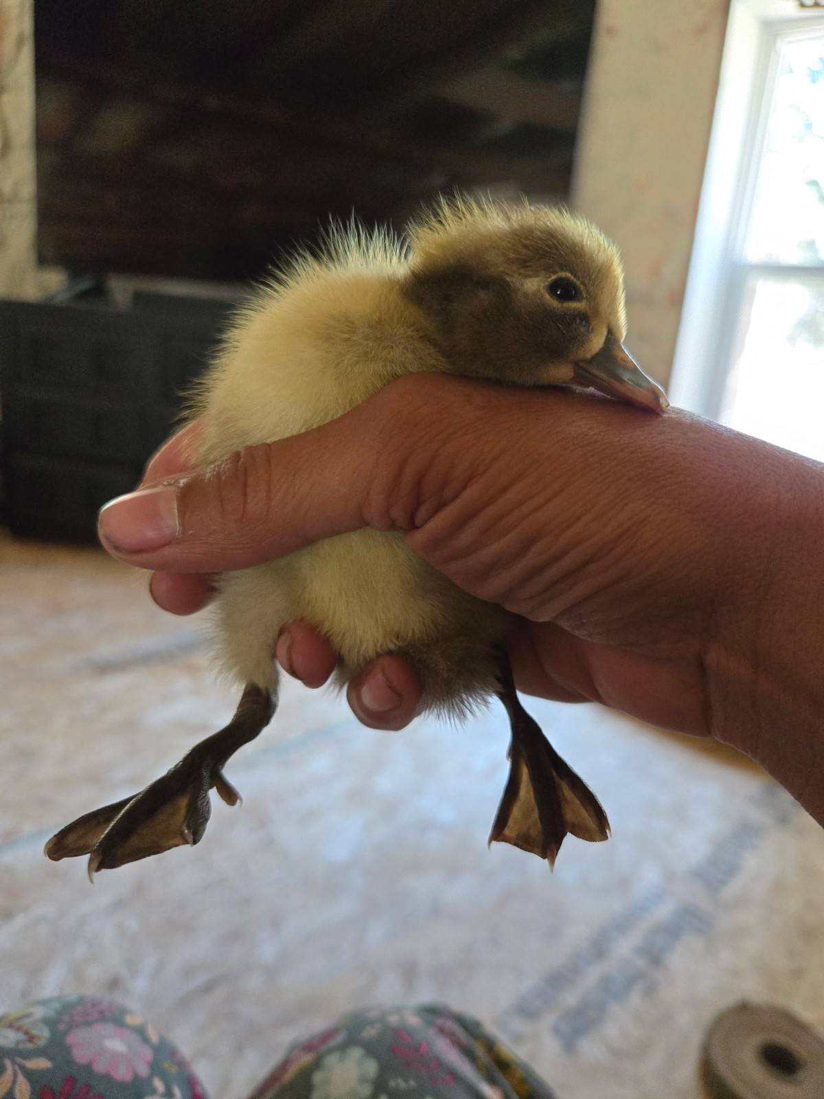 6 Duck Hatching Eggs- Domestic Barnyard Mix