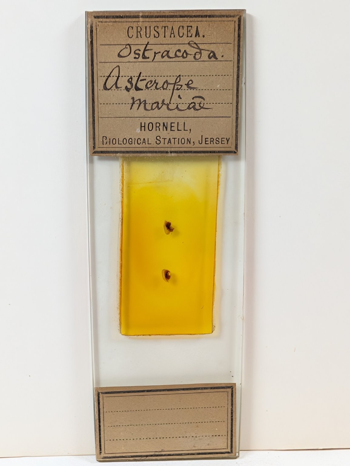 Antique Hornell Biological Station Microscope Slide Crustacea Ostracoda