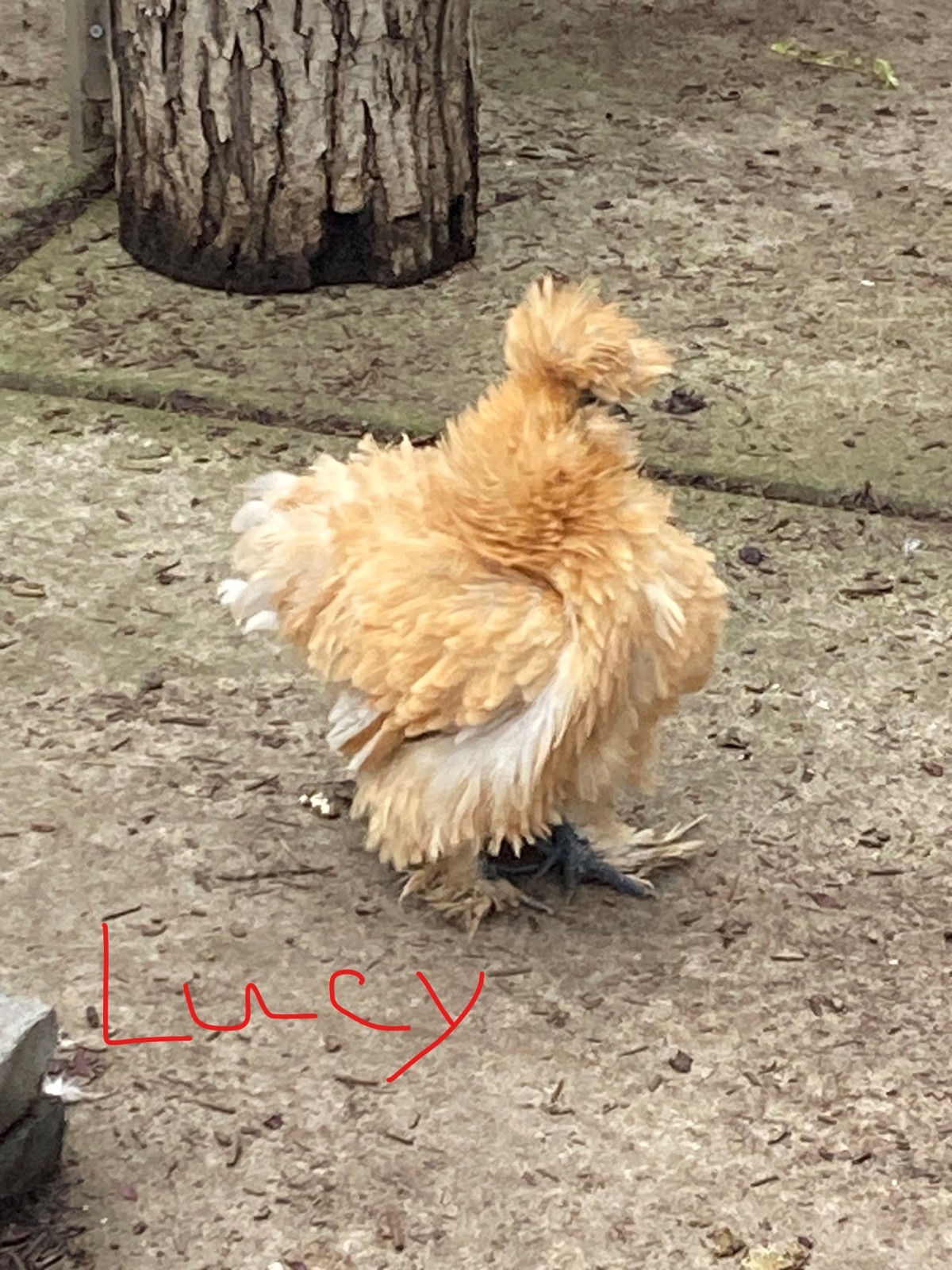 3 Silkie, Satin, Frizzle Hatching Eggs