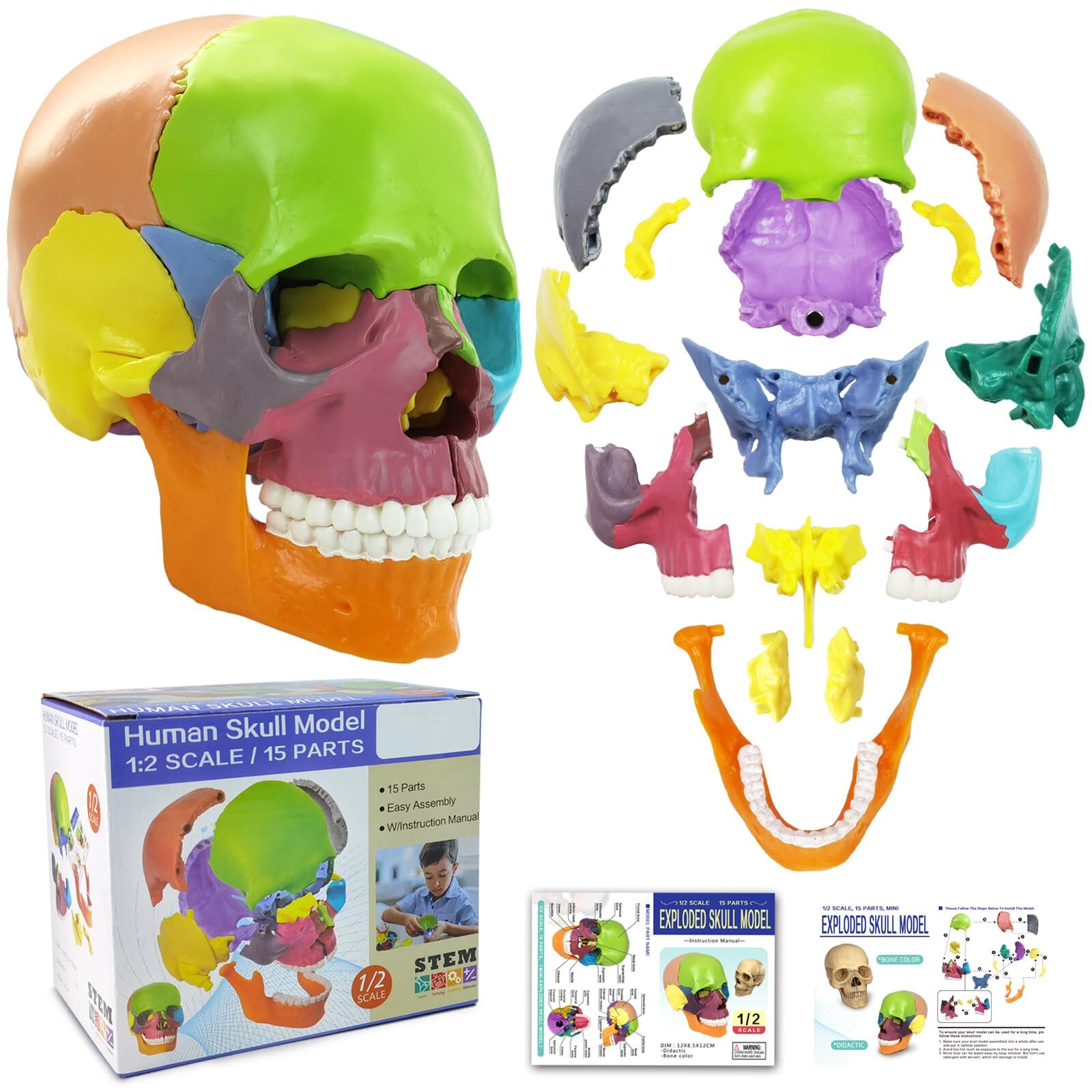 Mini Human Anatomy Skull Model Detachable for Medical Education with Study Guide