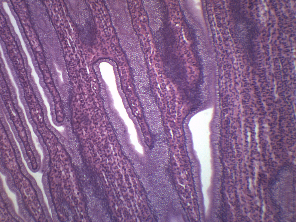Simple Cuboidal Epithelium - Prepared Microscope Slide - 75x25mm - Eisco Labs