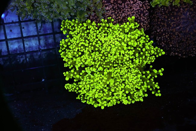 Green Frogspawn Colony WYSIWYG - SAQ Coral Farm