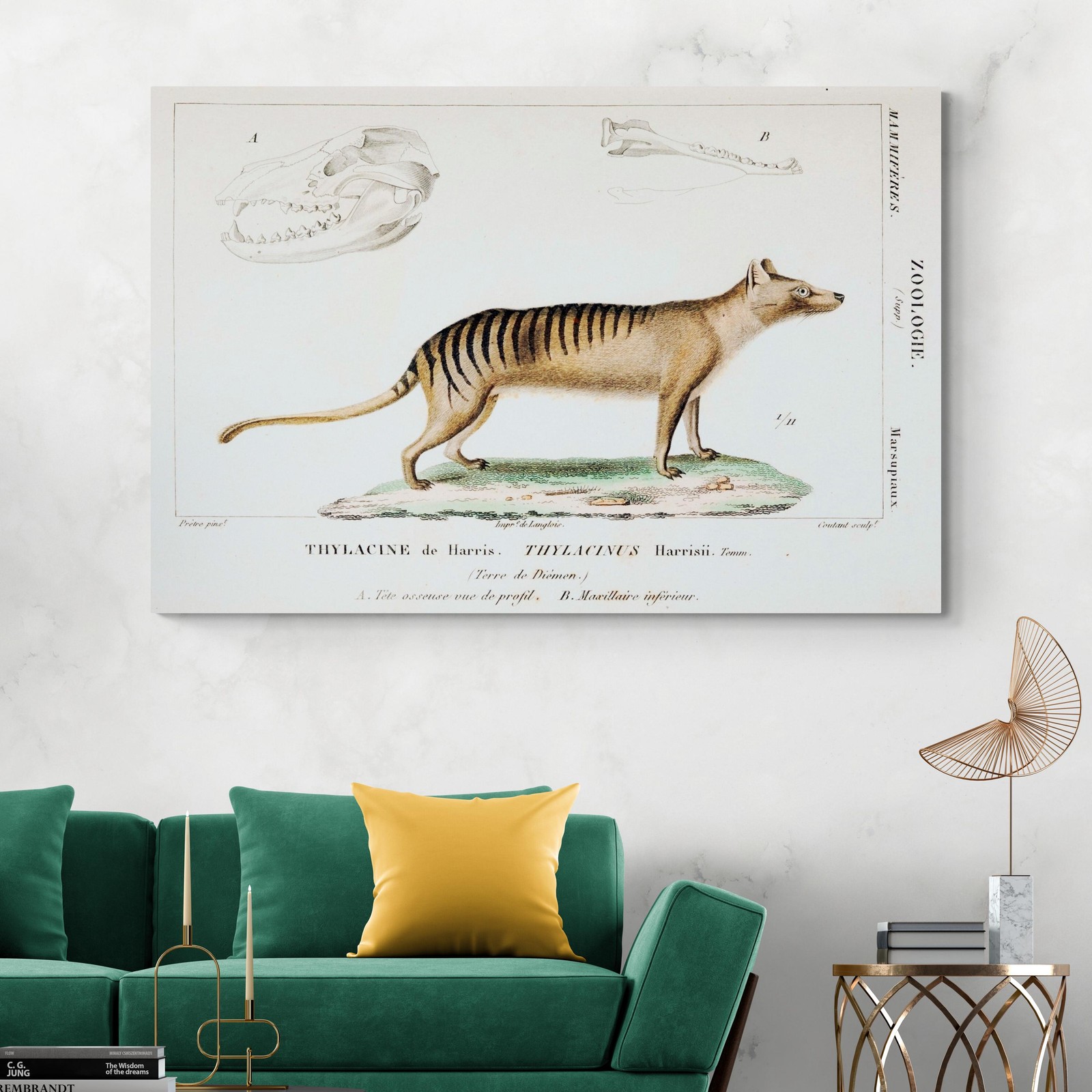 Thylacine Tasmanian Tiger – Extinct Animal Scientific Wildlife Illustration