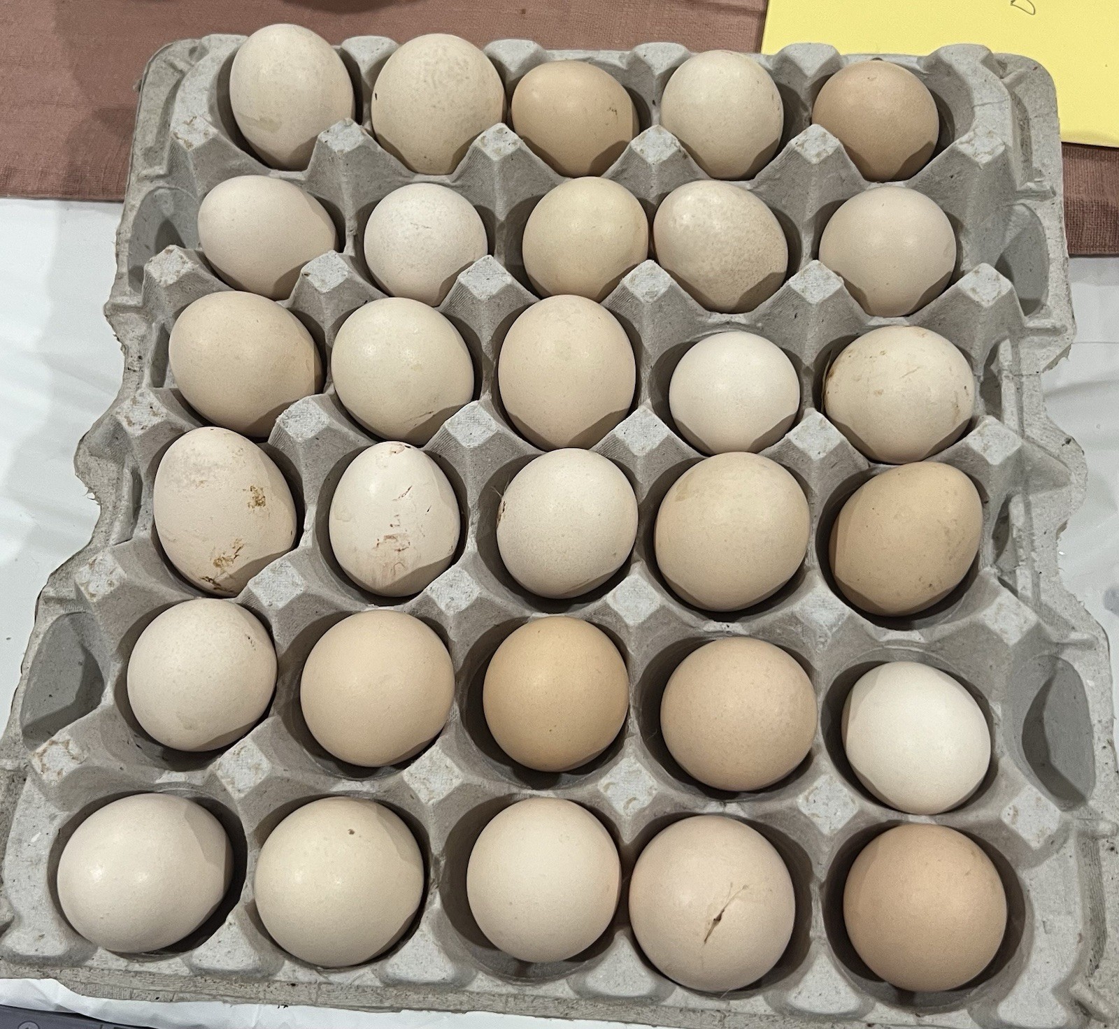 I Have Fertilized Silkie Hatching Eggs Full Blooded The Colors Are In Yellow ￼￼￼