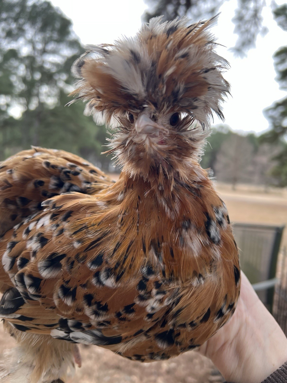 6 + Rare Millie hatching eggs. Silkie,Satin, Frizzled,And Showgirls,