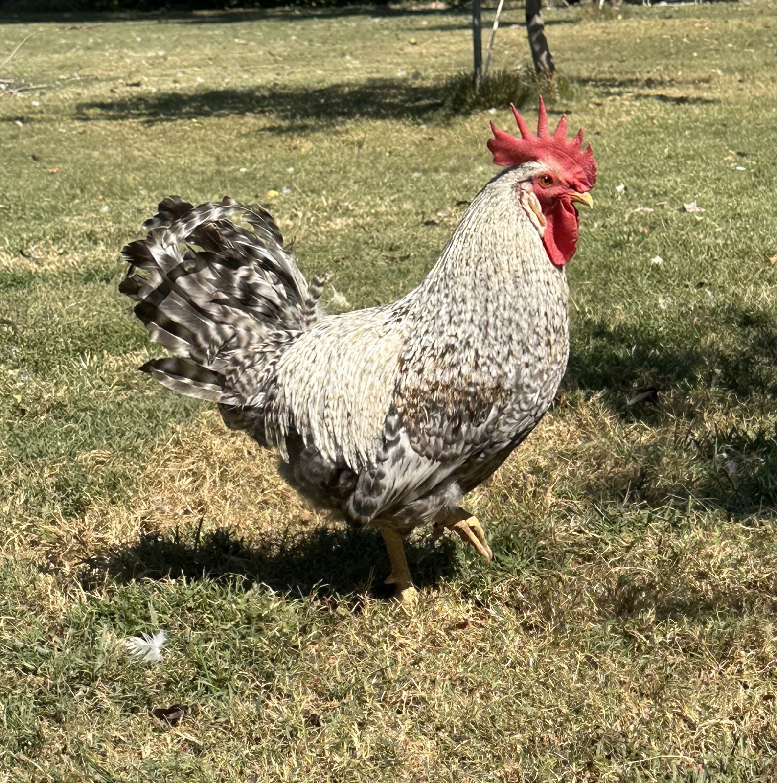 12 + 1 Cream Crested Legbar Purebred Blue Fertilized Hatching Eggs