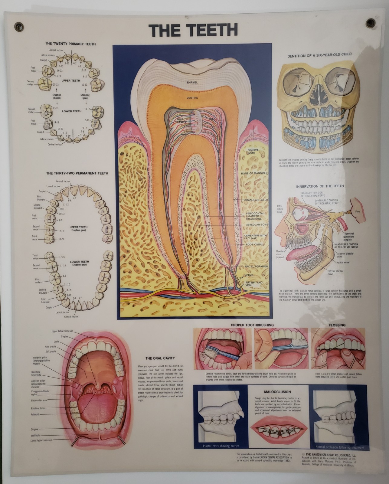 Posters Muscular System, Teeth, Head and Neck. Laminated Anatomical Charts 1981c