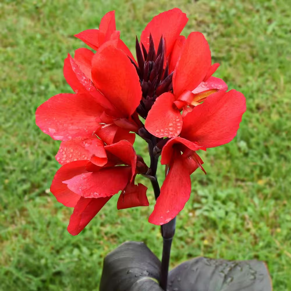 Cannas Giant Black Knight Bulbs (Set of 6)