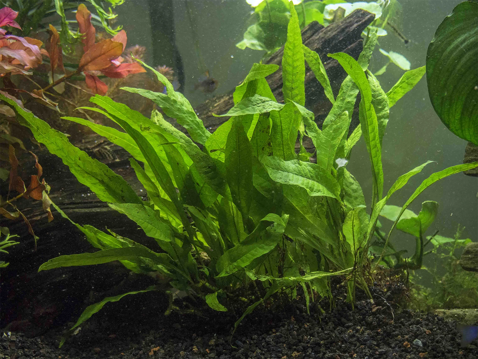 Java Fern Microsorum Pteropus Driftwood Live Aquarium Plants