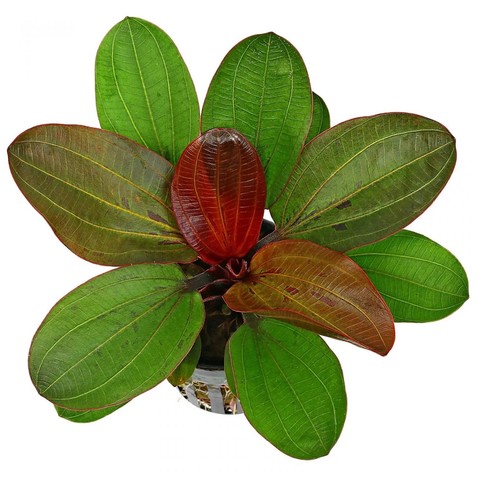 Amazon Sword Echinodorus (Red Pearl) In 2" Pot