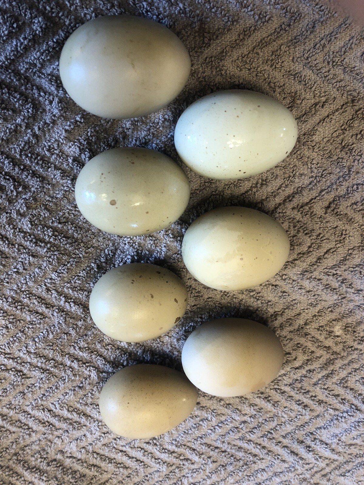 Hatching Eggs OLIVE 6+ extras EE Marans Olive / Mint / Sage / Green Rainbow