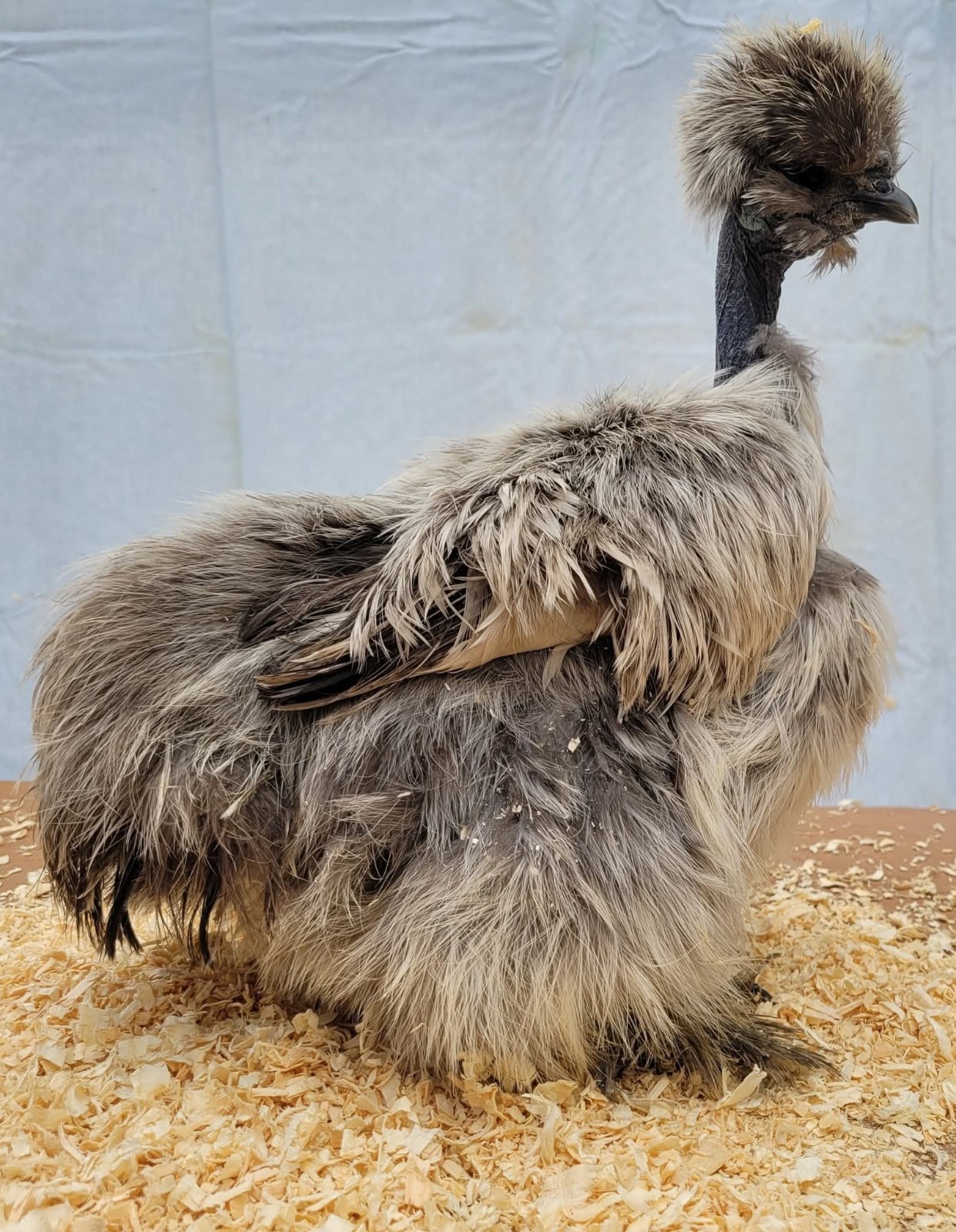6+1 Silkie Hatching Eggs Npip