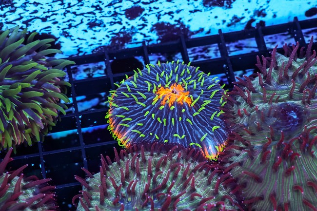Tropical Fruit Fungia Plate WYSIWYG - SAQ Coral Farm