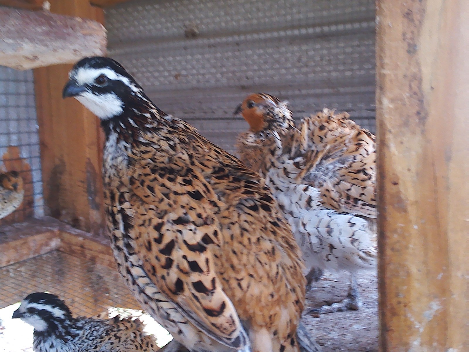 Mexican Speckled Bobwhite Quail Eggs for Sale 20+ Fertility Verified Clean eggs