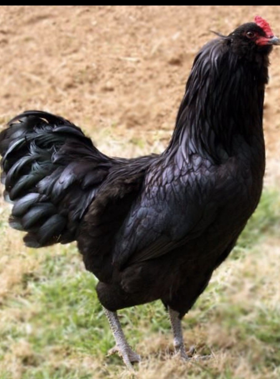 12 Ameraucana Easter Eggers Beautiful Unique Multi Colored Hatching Eggs NPIP