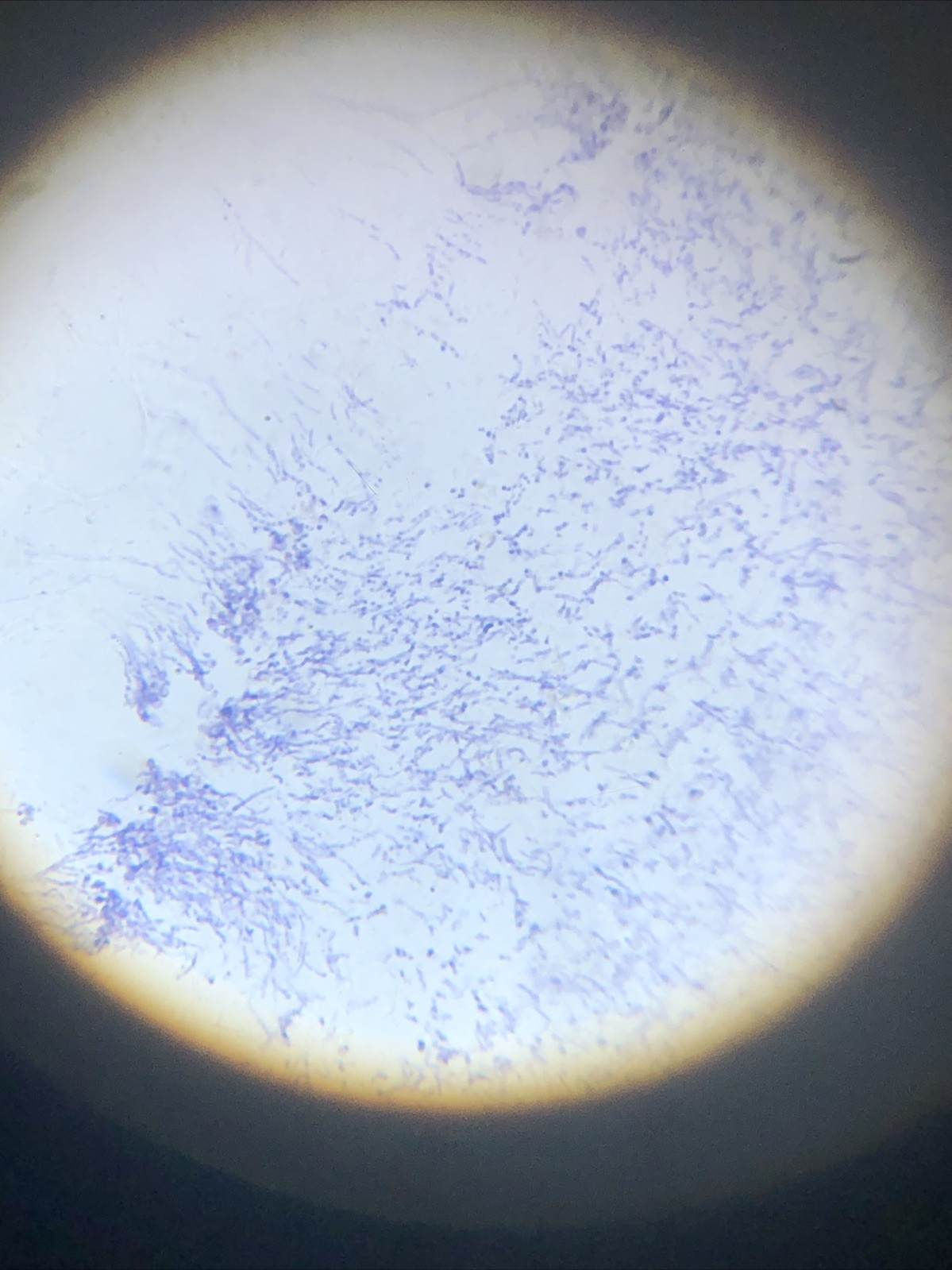 IQCrew Amscope TELMU Inverted Microscope