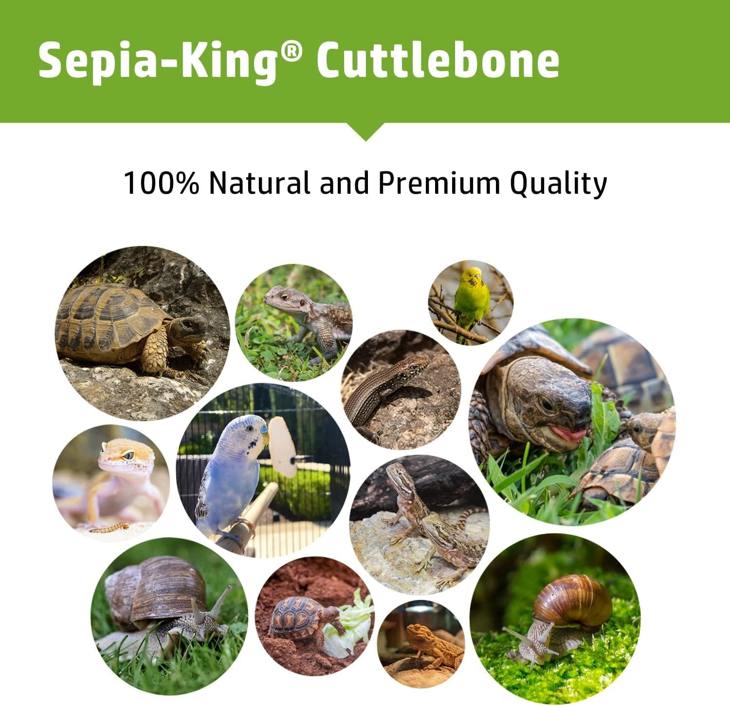 - Medium - 100% Natural Calcium Supplement - Premium Cuttlebone Perfect for B...