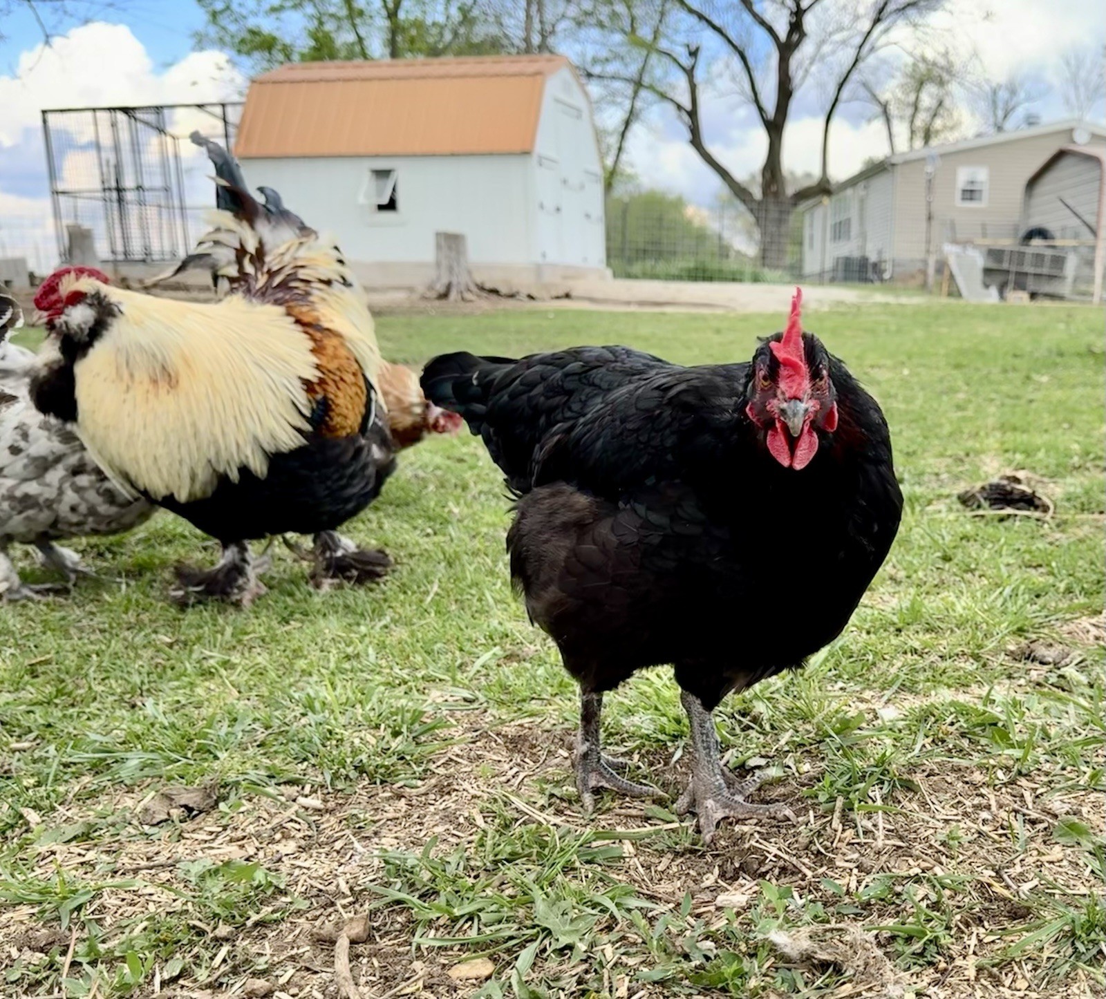 12+ Chicken Hatching Eggs Ameraucana, Easter/Olive Egger, Faverolles, Marans